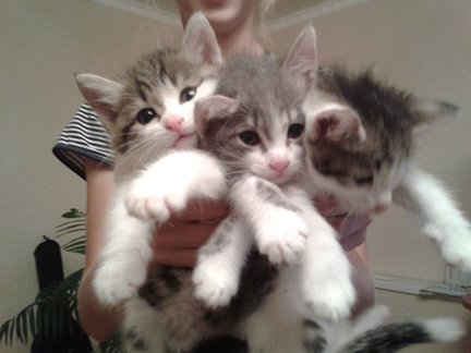 Наши домашние вдохновители и просто невозможные любимки! №129198