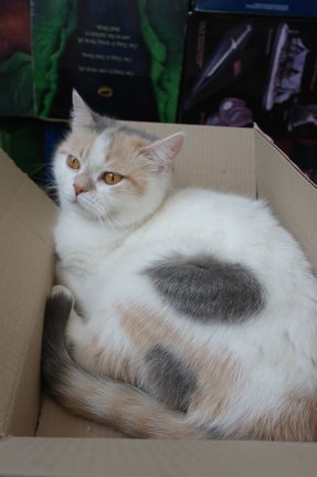 Наши домашние вдохновители и просто невозможные любимки! №129264