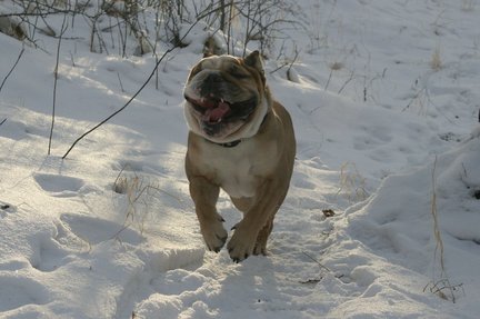 Наши домашние вдохновители и просто невозможные любимки! №129265