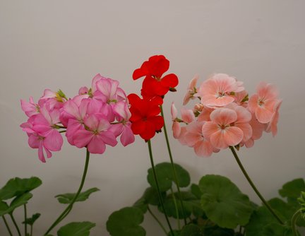 Наши домашние вдохновители и просто невозможные любимки! №129269