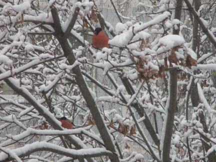 Наши домашние вдохновители и просто невозможные любимки! №129286