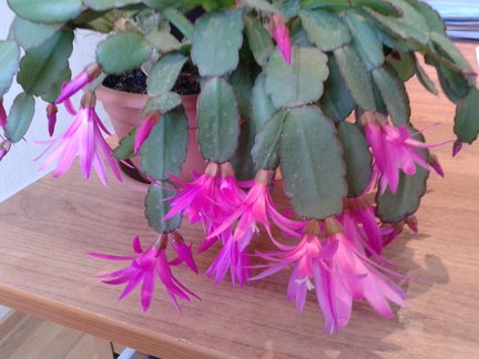 Наши домашние вдохновители и просто невозможные любимки! №129309