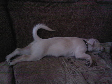 Наши домашние вдохновители и просто невозможные любимки! №129377