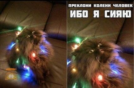 Наши домашние вдохновители и просто невозможные любимки! №129516