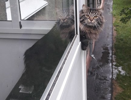 Наши домашние вдохновители и просто невозможные любимки! №129884