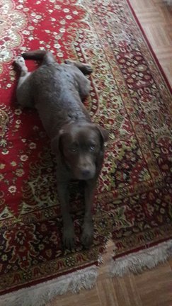 Наши домашние вдохновители и просто невозможные любимки! №130250