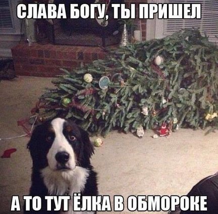 Наши домашние вдохновители и просто невозможные любимки! №133795