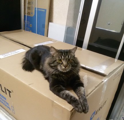 Наши домашние вдохновители и просто невозможные любимки! №135366