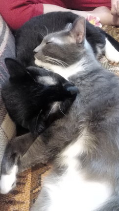 Наши домашние вдохновители и просто невозможные любимки! №135618