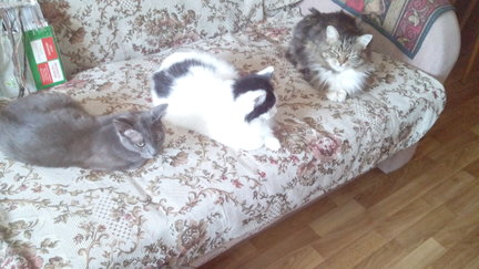 Наши домашние вдохновители и просто невозможные любимки! №135727