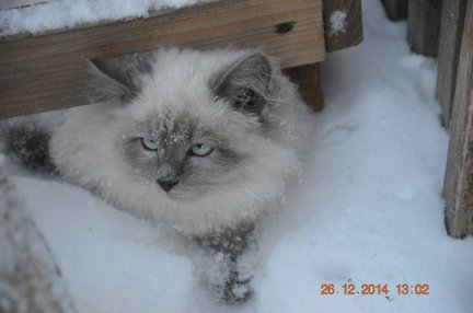 Мой бисерный мир №138757