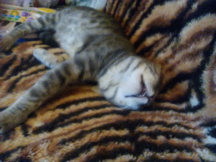 Наши домашние вдохновители и просто невозможные любимки! №138973