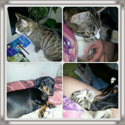 Наши домашние вдохновители и просто невозможные любимки, часть 2 №140939