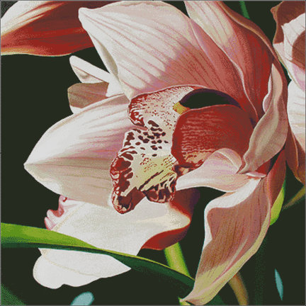 Орхидея №143927