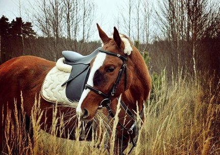 Портрет лошадки. Оцените схему. №144888