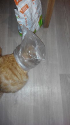 Цветы в чашке №148414