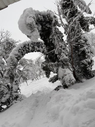 В лесу родилась ёлочка №149775