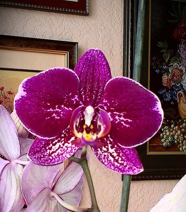 Мои любимые комнатные цветы №152187