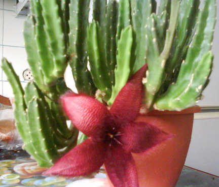 Мои любимые комнатные цветы №153694