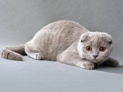 Наши домашние любимчики №154436