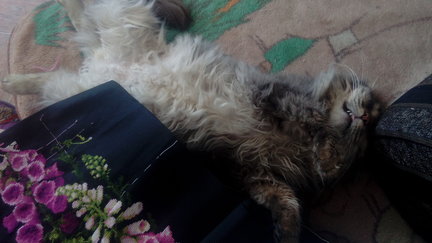 Наши домашние любимчики №154453