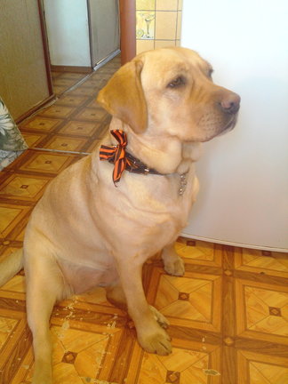 Домашние животные №154596