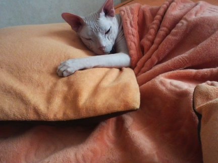 Домашние животные №155011