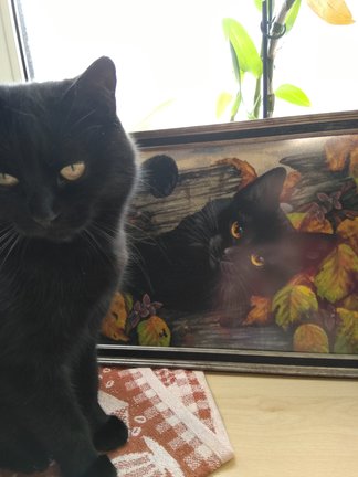 Ещё кошечка Гармашовой №155053