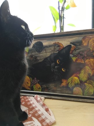 Ещё кошечка Гармашовой №155054