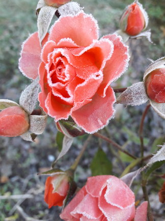 Девочка и лебедь №159813