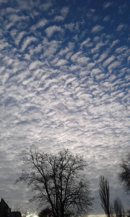 Девочка и лебедь №162038