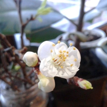 Девочка и лебедь №162040