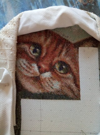 Мой рыжий кот №164322