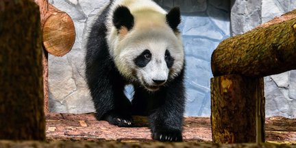 Как зимует московский зоопарк №164647