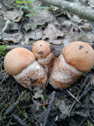 Лотос №165723