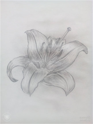 Мое хобби (рисование)... №166136