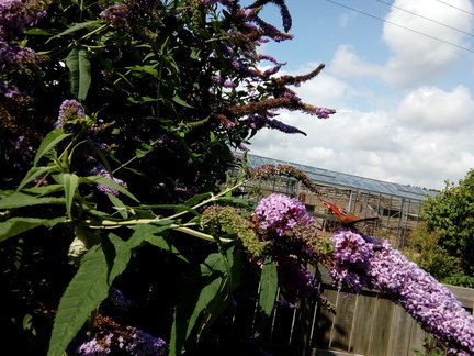 Мои мысли в вышивке №166325