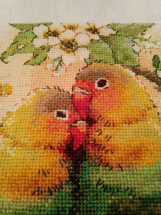 Птички неразлучники №166348