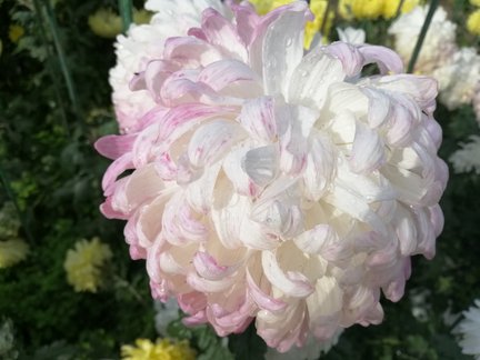 Никитский ботанический сад №168068