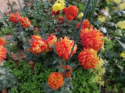 Никитский ботанический сад №168072