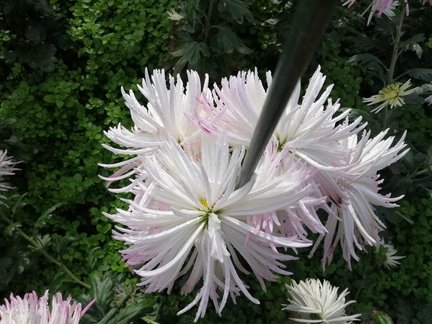 Никитский ботанический сад №168078