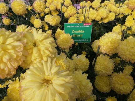 Никитский ботанический сад №168090