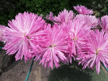 Никитский ботанический сад №168091