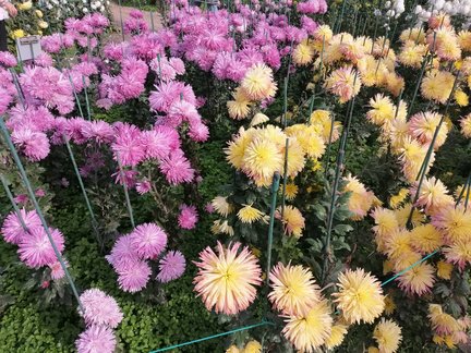 Никитский ботанический сад №168093