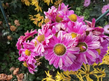 Никитский ботанический сад №168098