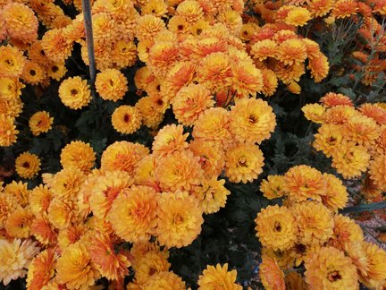 Никитский ботанический сад №168114