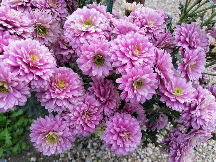 Никитский ботанический сад №168119