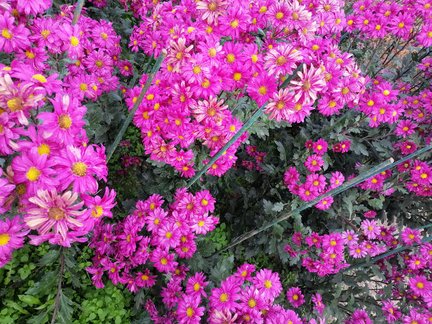 Никитский ботанический сад №168121