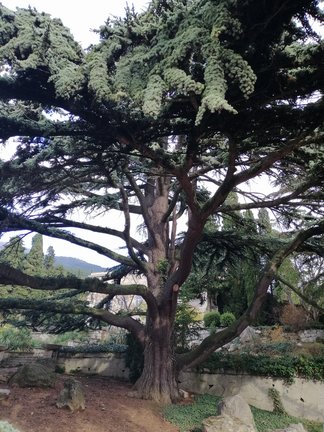 Никитский ботанический сад №168124