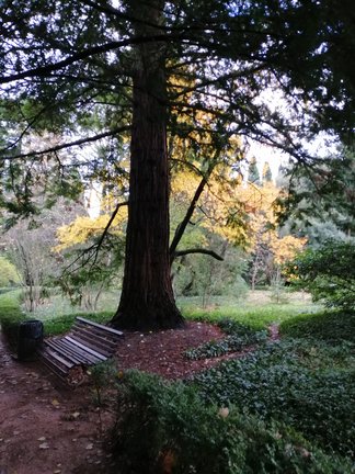 Никитский ботанический сад №168139